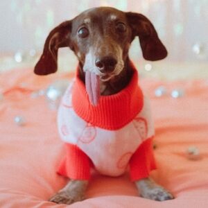 Strawberry Knitted Dog Sweater Sunbean